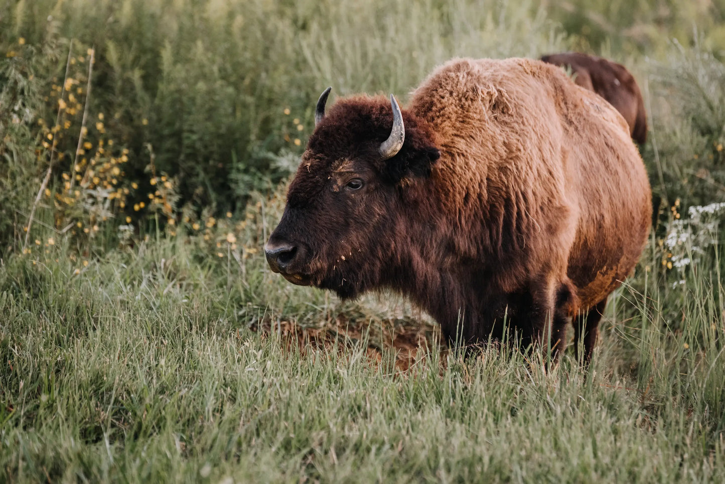 Custom Complete Bison Offering