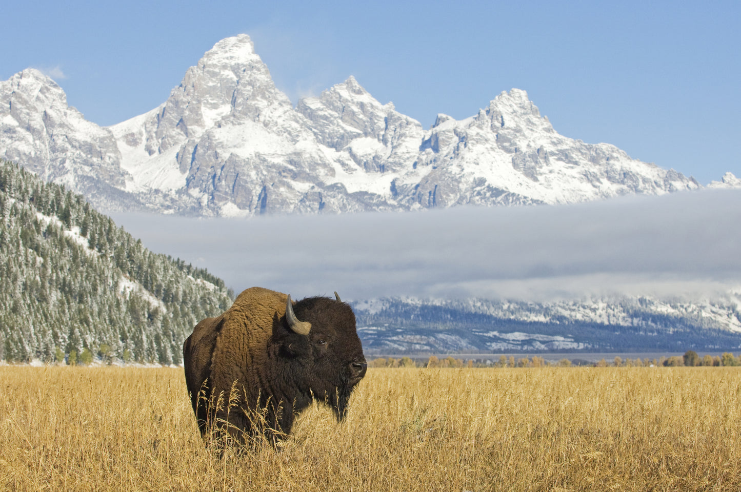 Custom Complete Bison Offering
