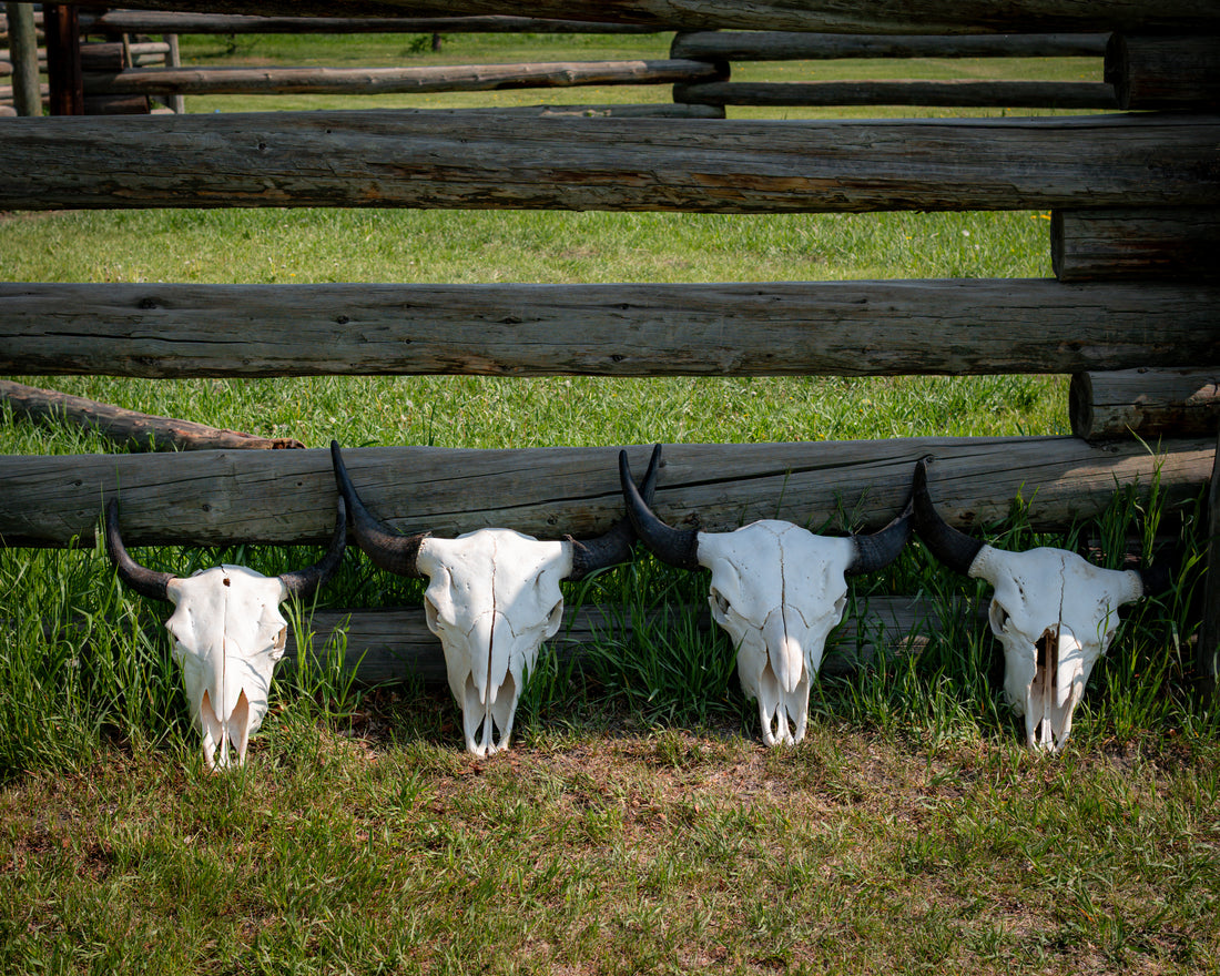 Bison Skulls