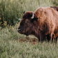 Custom Complete Bison Offering