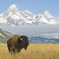 Custom Complete Bison Offering